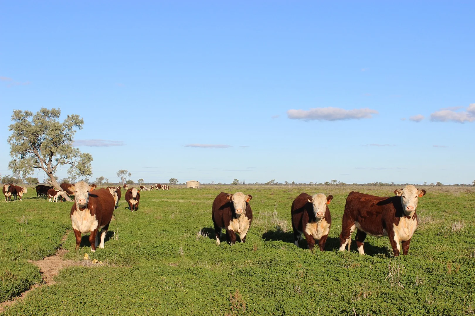 1378 Keewong Lane, Coonamble NSW 2829