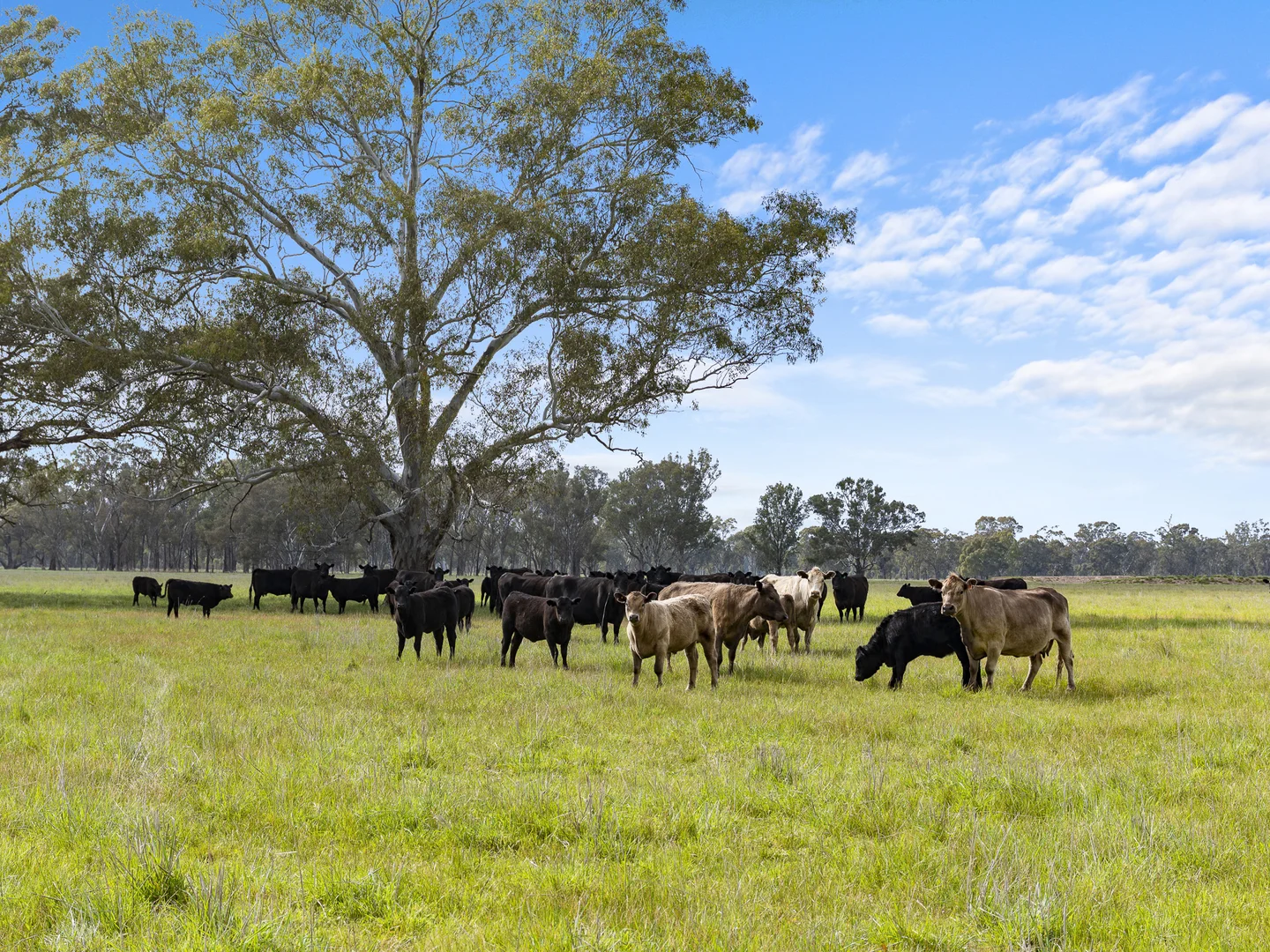 Additional image 17 of Lot 2 & Lot 1, PS 72 Basin Road, Tarnook VIC 3670