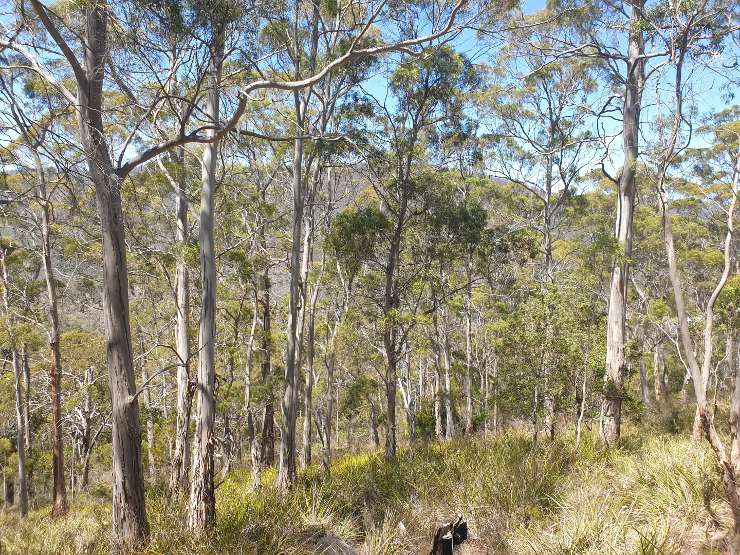 Additional image 3 of Lot 9 Bull Oak Way, Grove TAS 7109