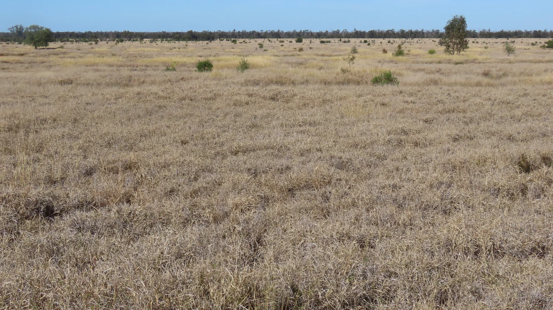 Additional image 14 of Mirreyah Feedlot Talwood Mungindi Road,, Talwood QLD 4496