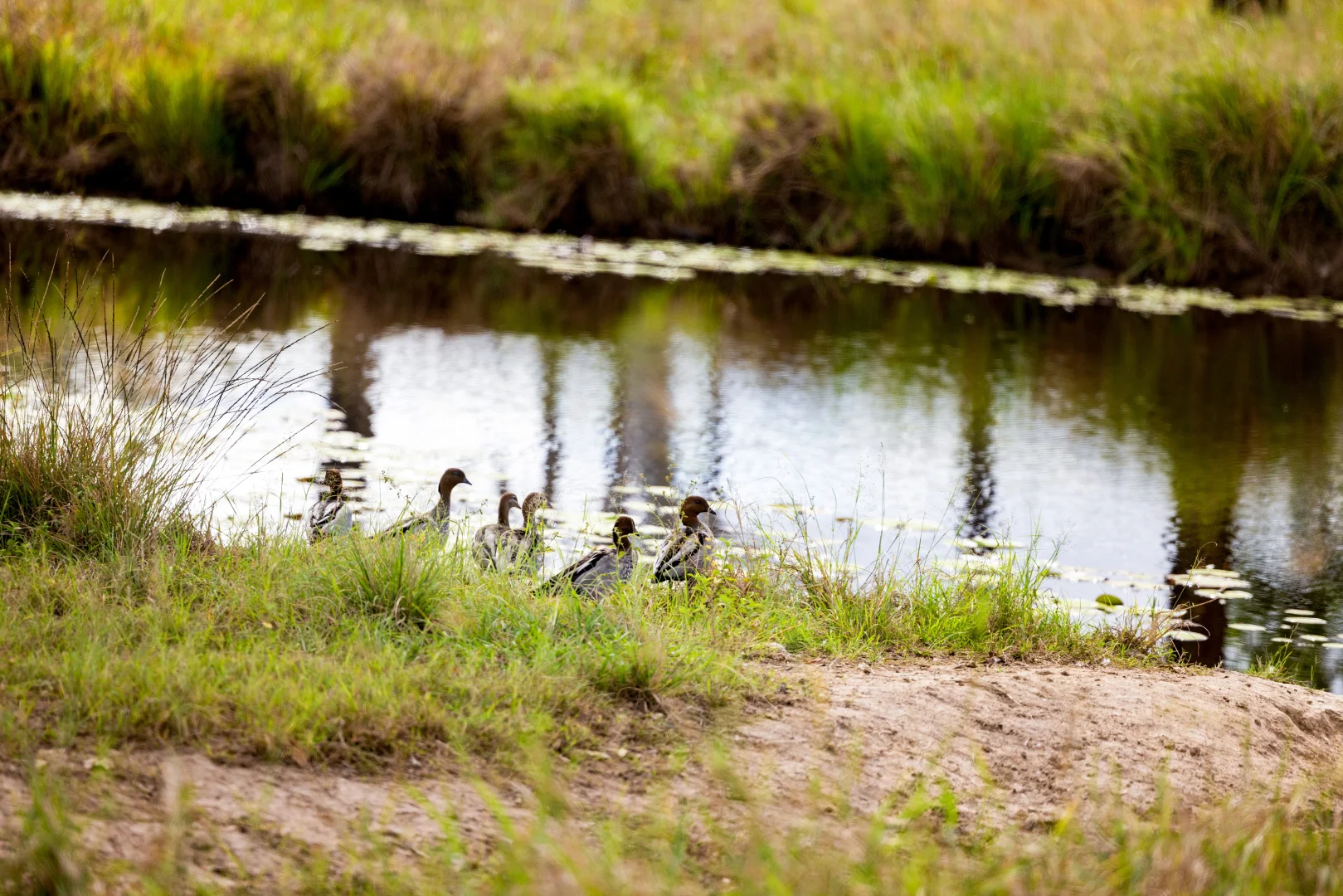 Additional image 30 of 667 Beckmanns Road, Glenwood QLD 4570