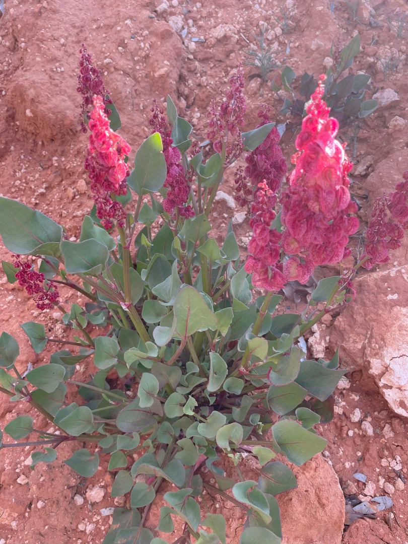 Additional image 3 of 100 Vicary St, Wanaaring NSW 2840