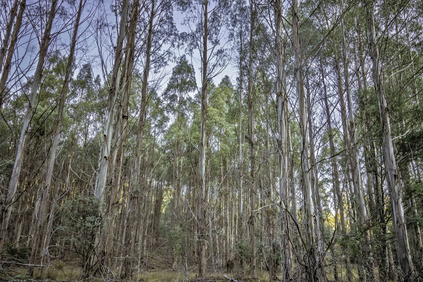 Additional image 5 of Judbury TAS 7109