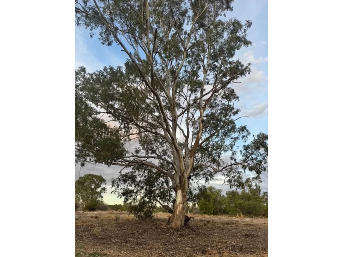 Additional image 12 of 28 River Reserve Road, Swan Reach SA 5354