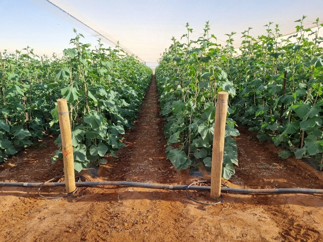 Additional image 2 of 138 North River Road, North Plantations WA 6701