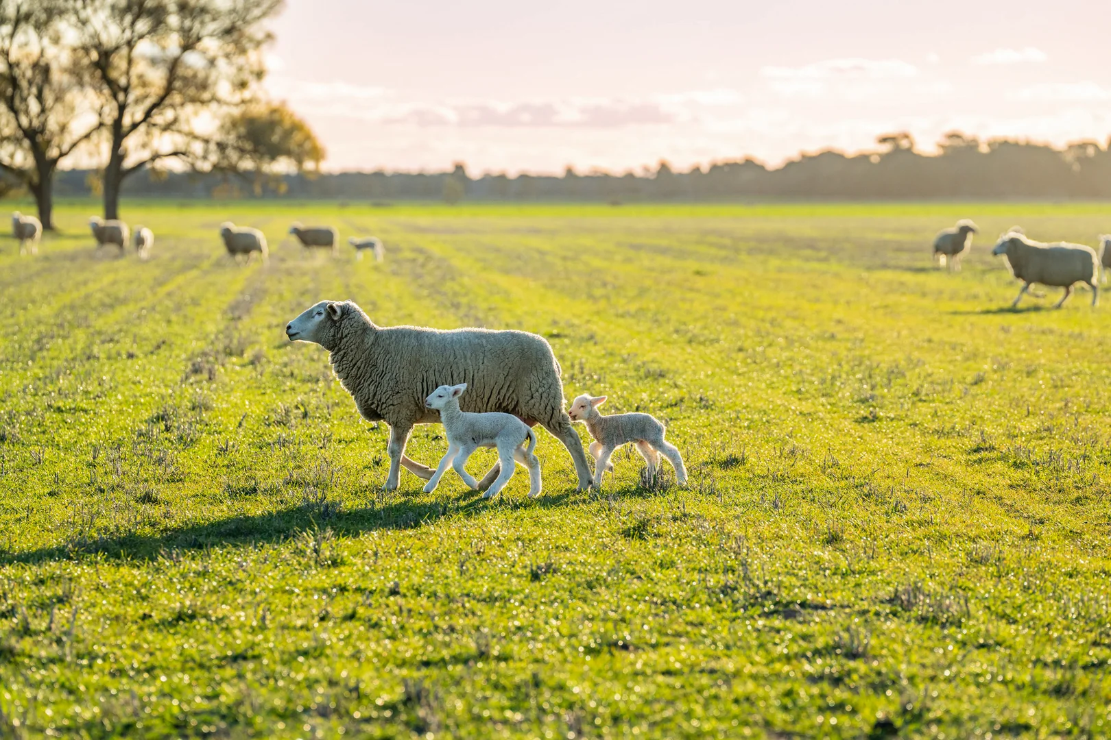 Additional image 25 of 1250 Barracluffs Road, Bidgeemia NSW 2642