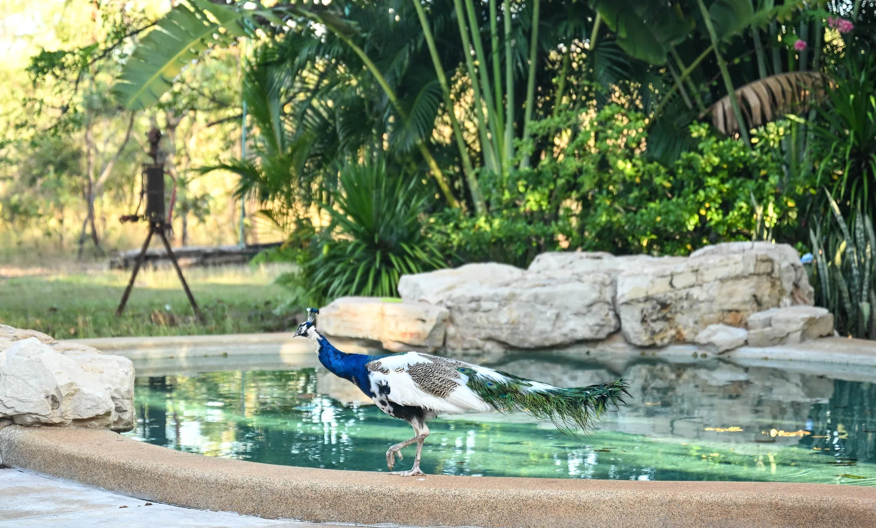 Additional image 9 of 729 Reebeds Road, Darwin River NT 0841