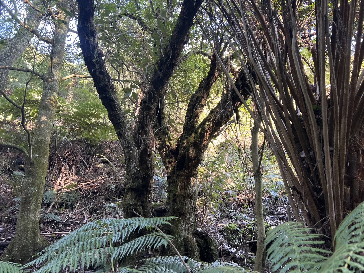 Additional image 7 of 478 Foster-Mirboo Road, Dollar VIC 3871