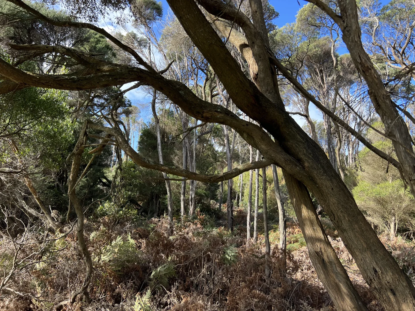 Additional image 13 of 1038 Pegarah Road, Naracoopa TAS 7256