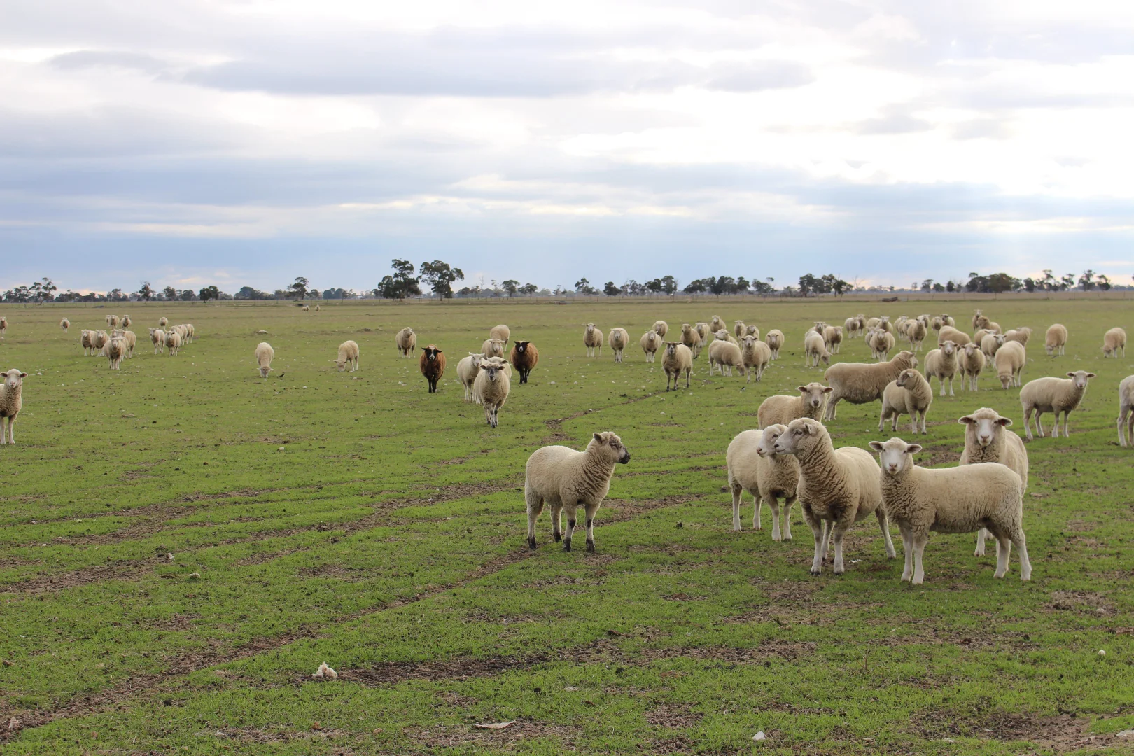 Additional image 8 of Proposed Allotment 11 Black Road, Keith SA 5267
