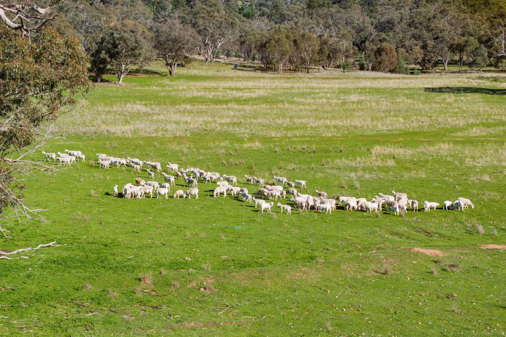 Additional image 14 of 945 The Gap Road, Wagga Wagga NSW 2650