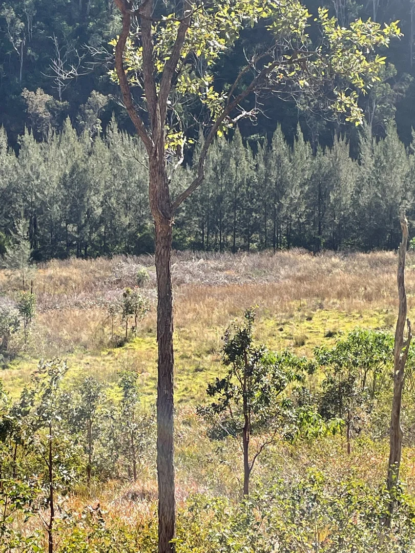 Additional image 6 of Lot 16 Gilgurry, Rivertree NSW 2372