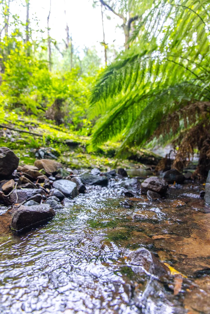 Additional image 6 of Lot 4 Braidwood Road, Sassafras NSW 2622