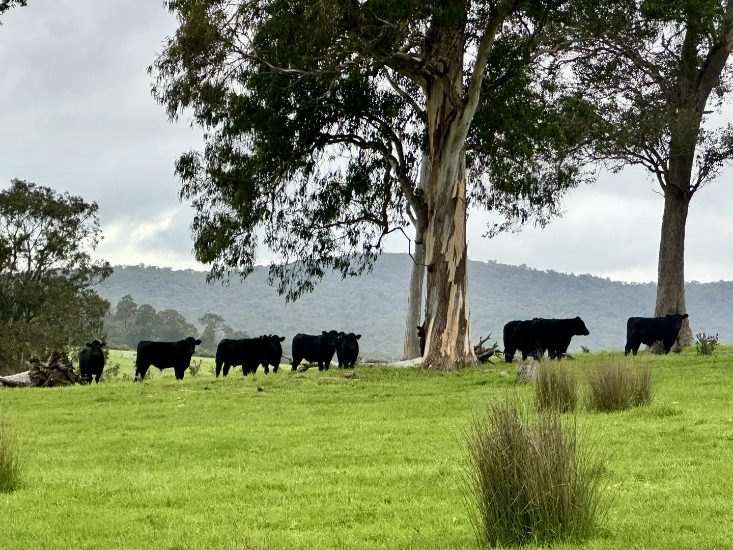 Additional image 2 of 151 Wattle Hill Road, Buchan South VIC 3885