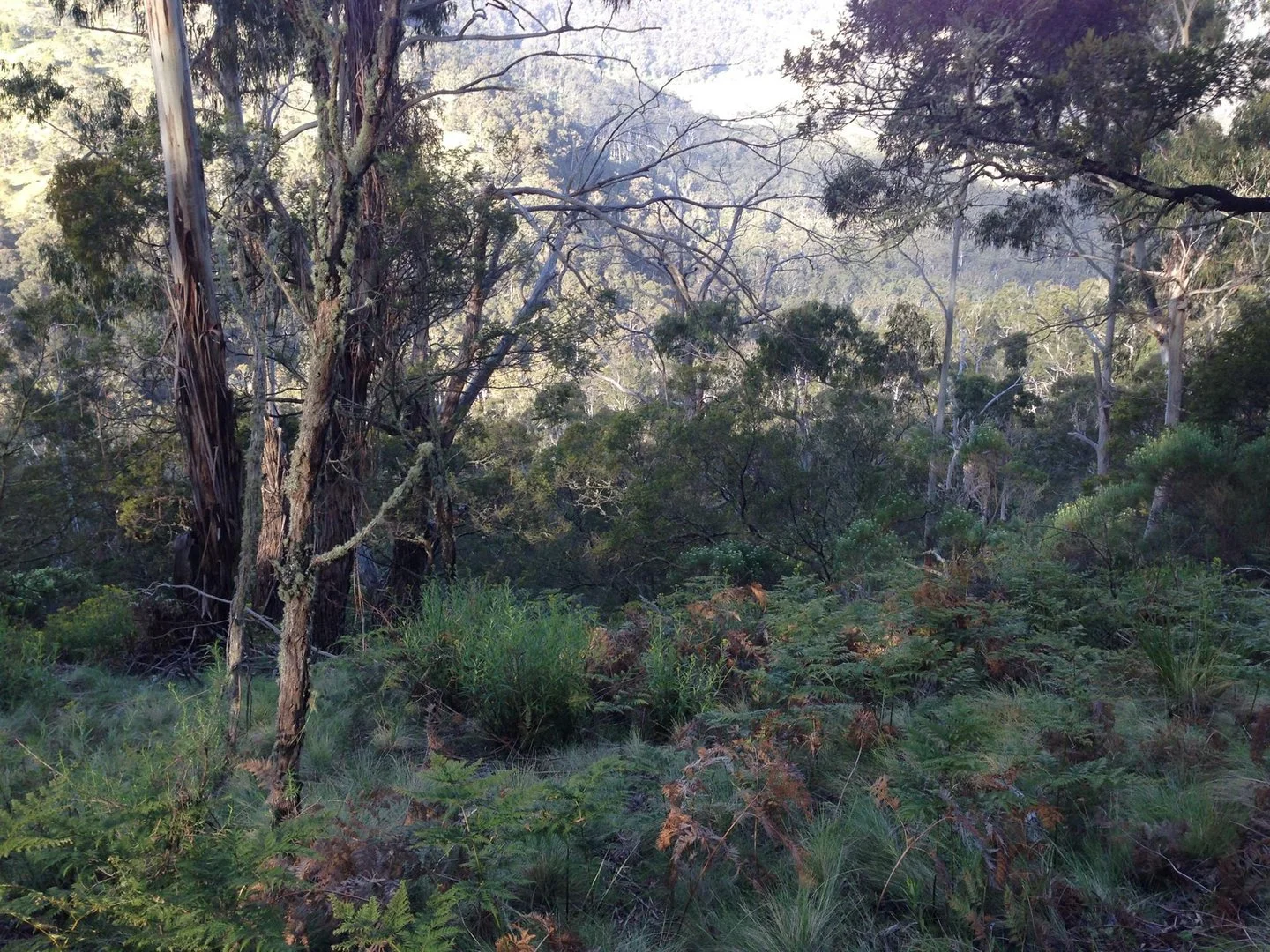 Additional image 5 of Lot 26 Big Jack Mountain Road, Cathcart NSW 2632