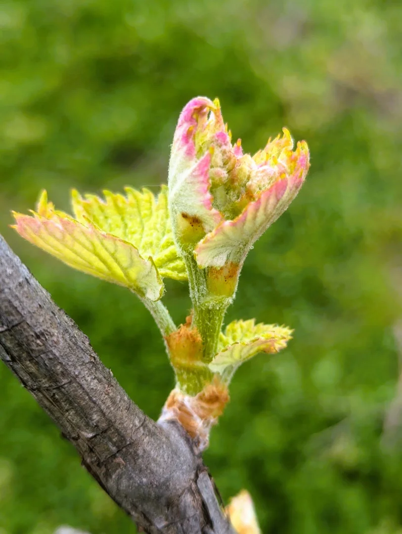 Additional image 6 of Kingsvale NSW 2587