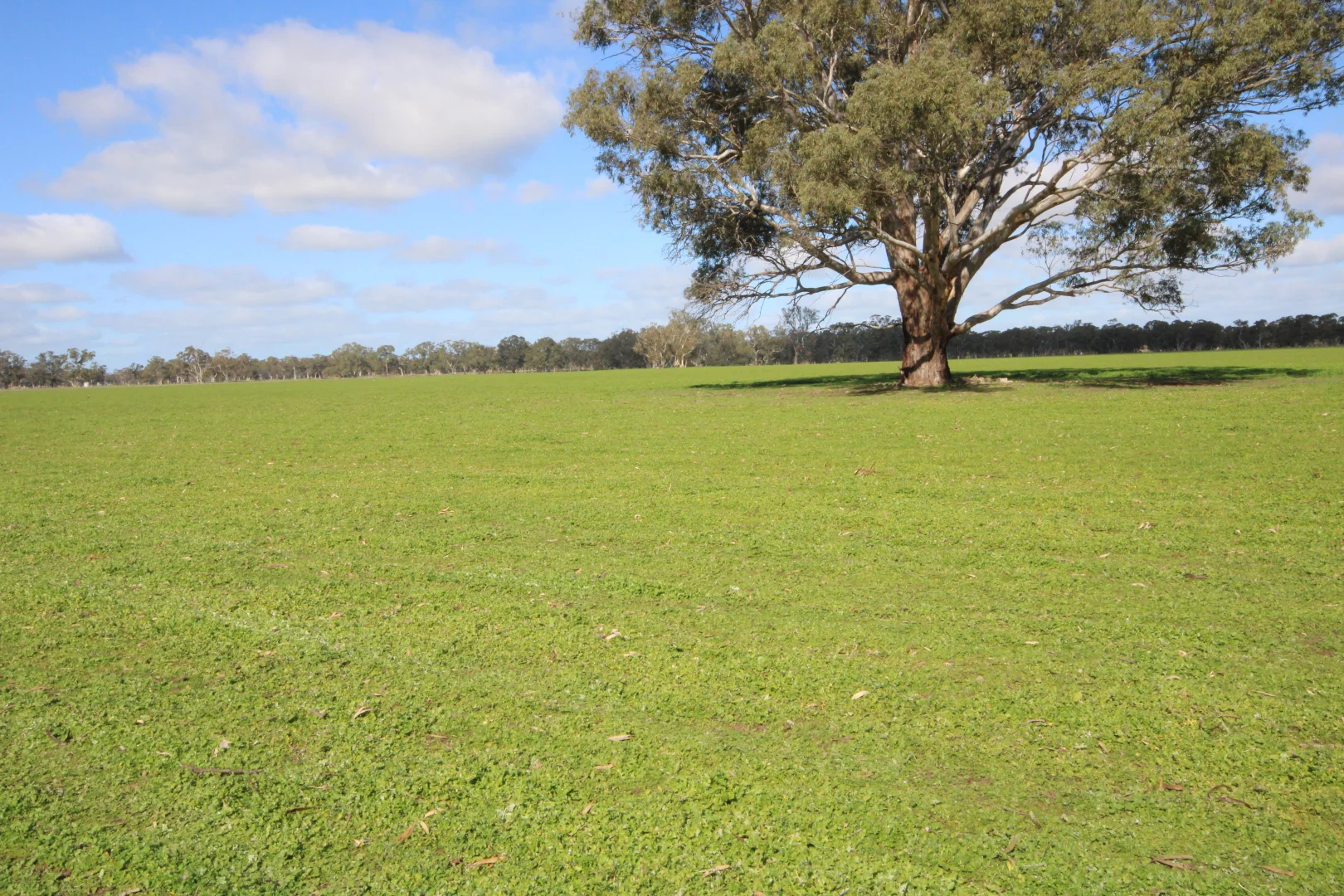 Additional image 5 of 202 Malones Road, Naracoorte SA 5271