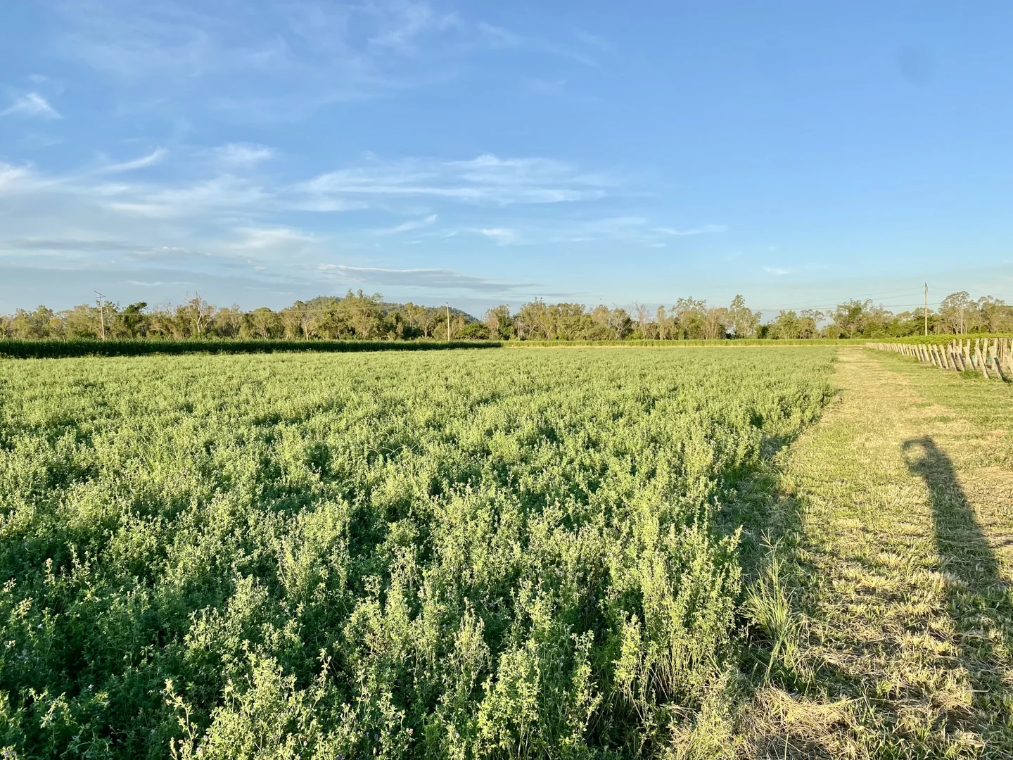 Additional image 9 of 5806 Ayr Dalbeg Road, Millaroo QLD 4807