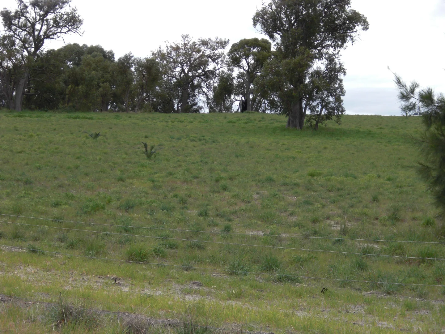 Additional image 9 of Lot 472 Mallee Drive, Karnup WA 6176