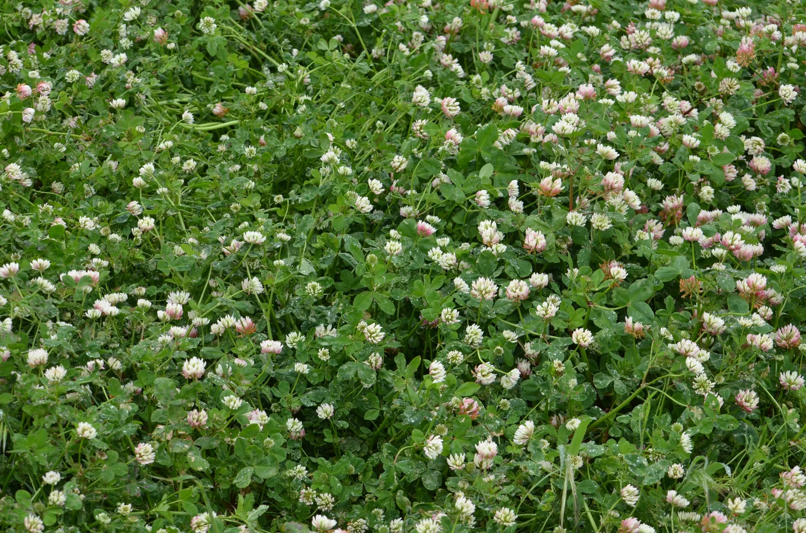 Additional image 3 of 260 Burns Munn Road, Edenhope VIC 3318