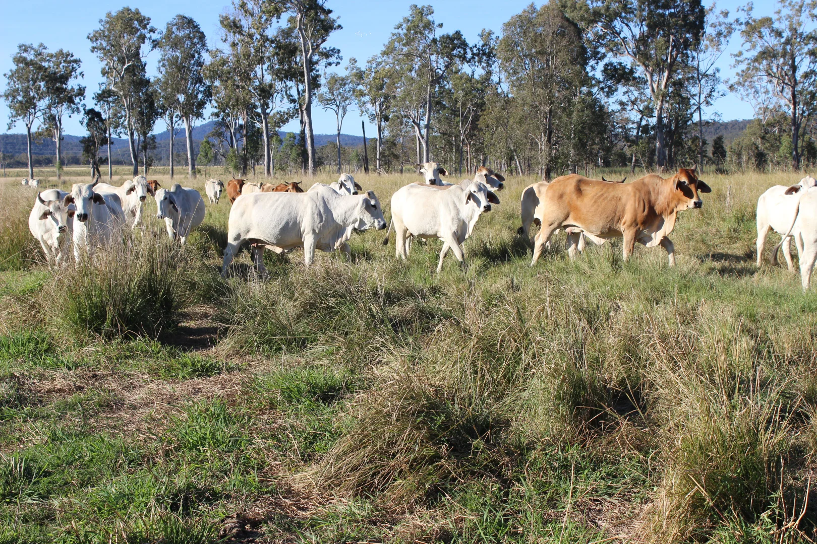 Additional image 22 of Innot Hot Springs QLD 4872