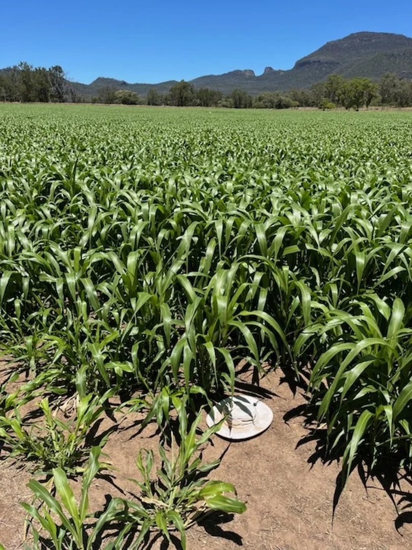 Additional image 35 of The Glen, Berrigal NSW 2390
