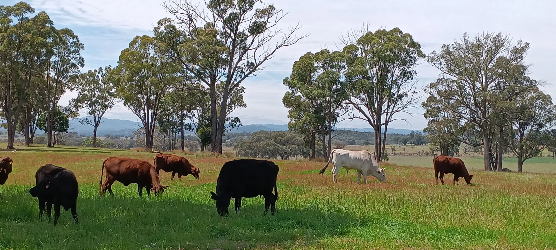 Additional image 8 of 739 Stannifer Road, Stannifer NSW 2369