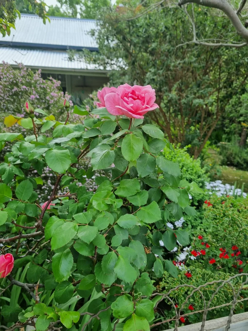 Additional image 20 of 9 Fraser Street, Clunes VIC 3370