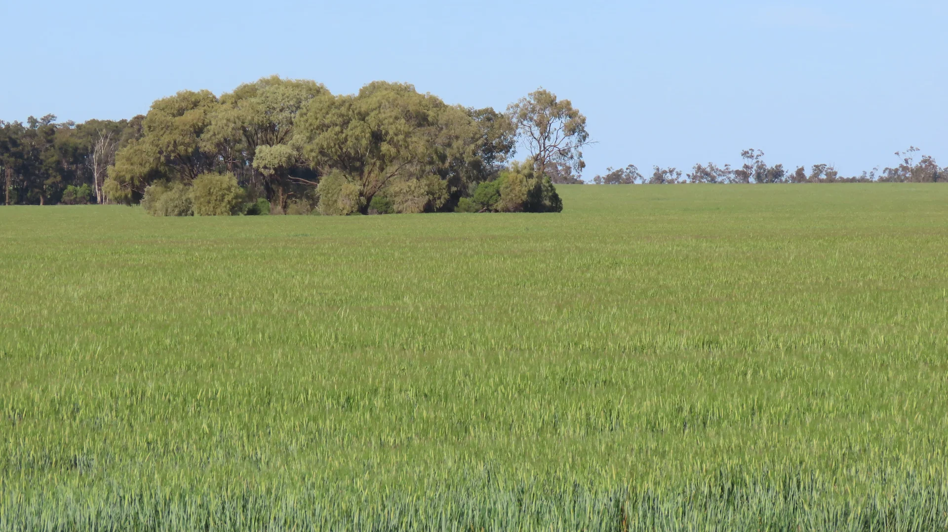 Additional image 8 of Mirreyah Feedlot Talwood Mungindi Road,, Talwood QLD 4496
