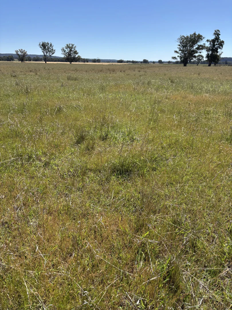 Additional image 27 of 2824 Neilrex Road, Coolah NSW 2843