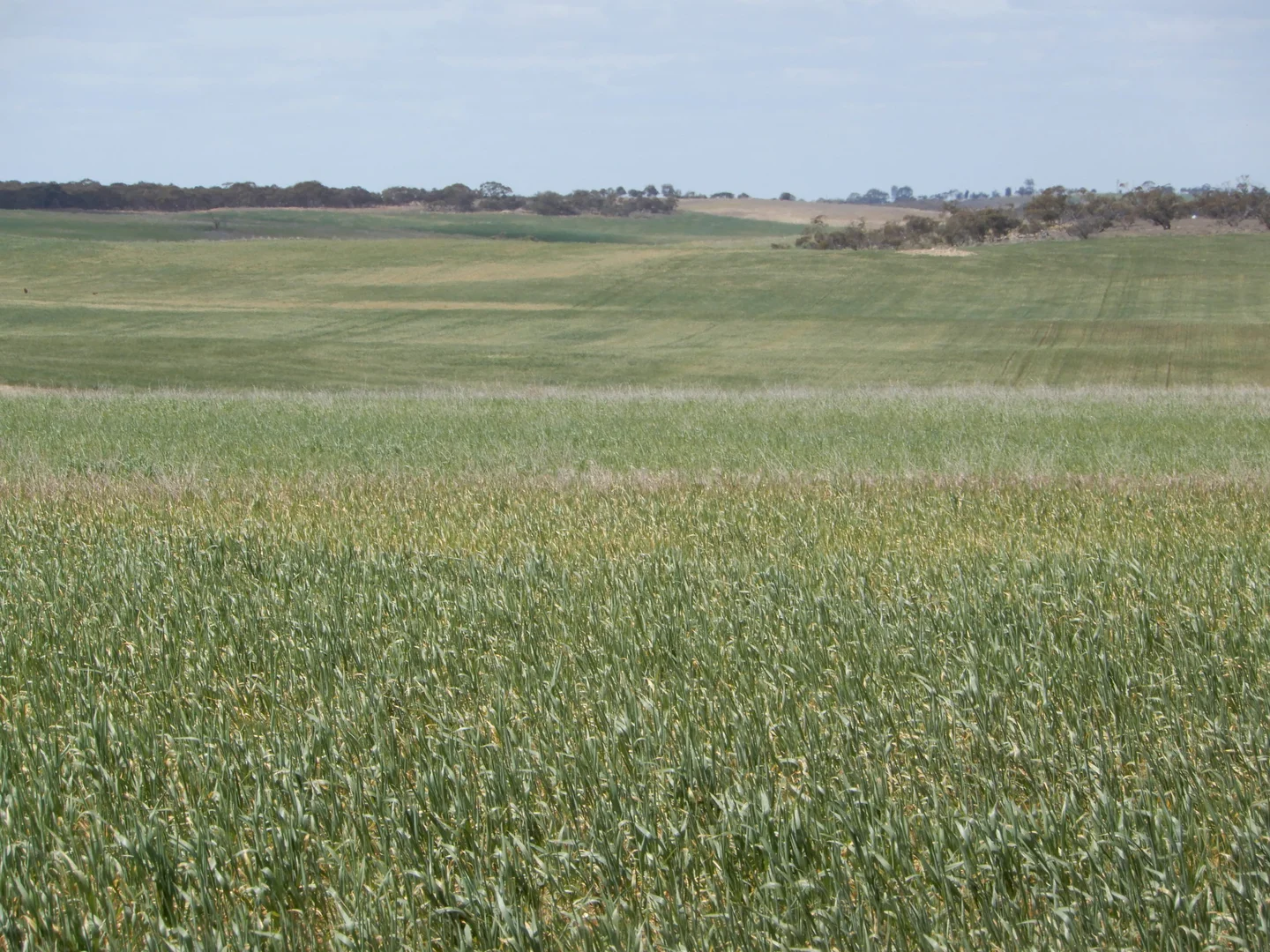 Additional image 7 of 477 Beelitz Road, Geranium SA 5301