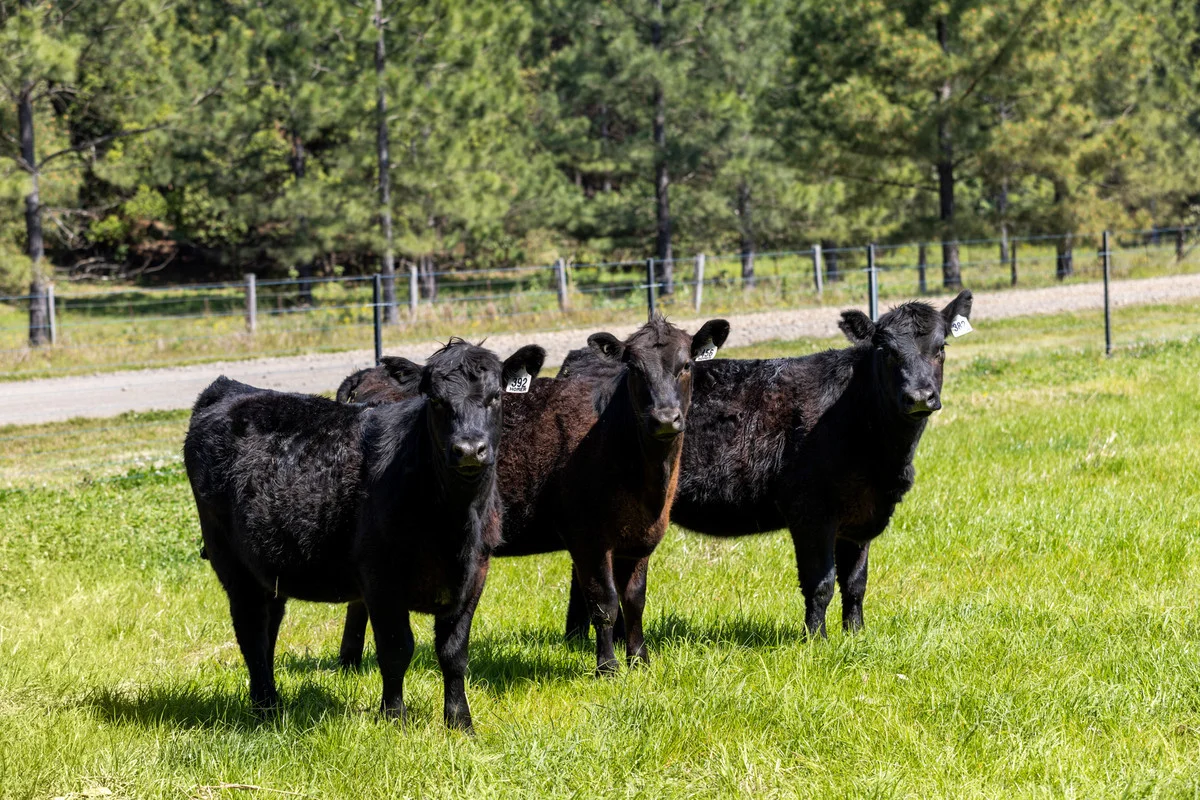 Additional image 33 of 365 Knights Road, Kyogle NSW 2474