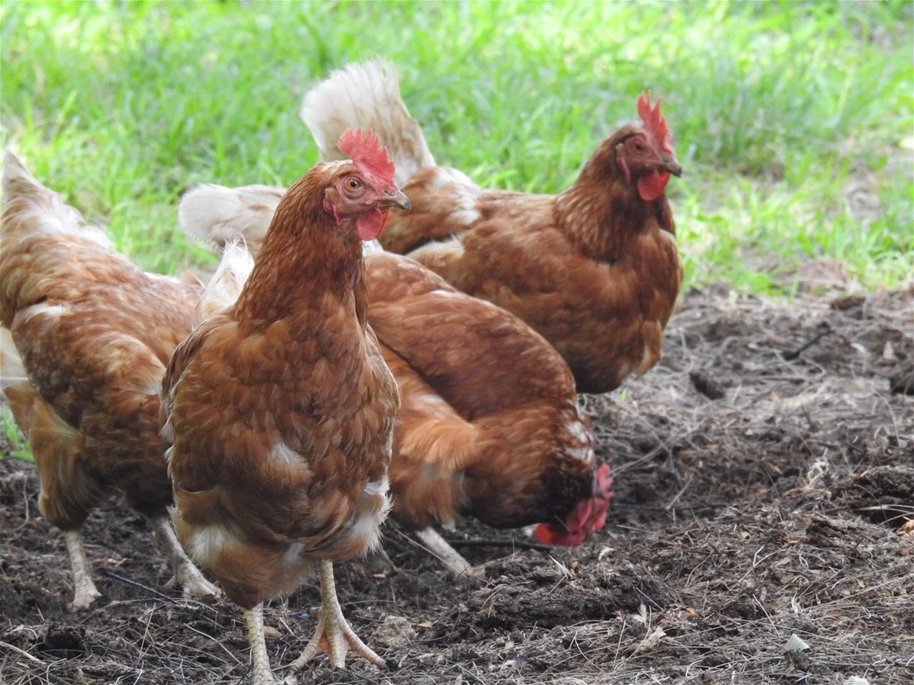 Additional image 27 of 6 Holme Street, Terara NSW 2540