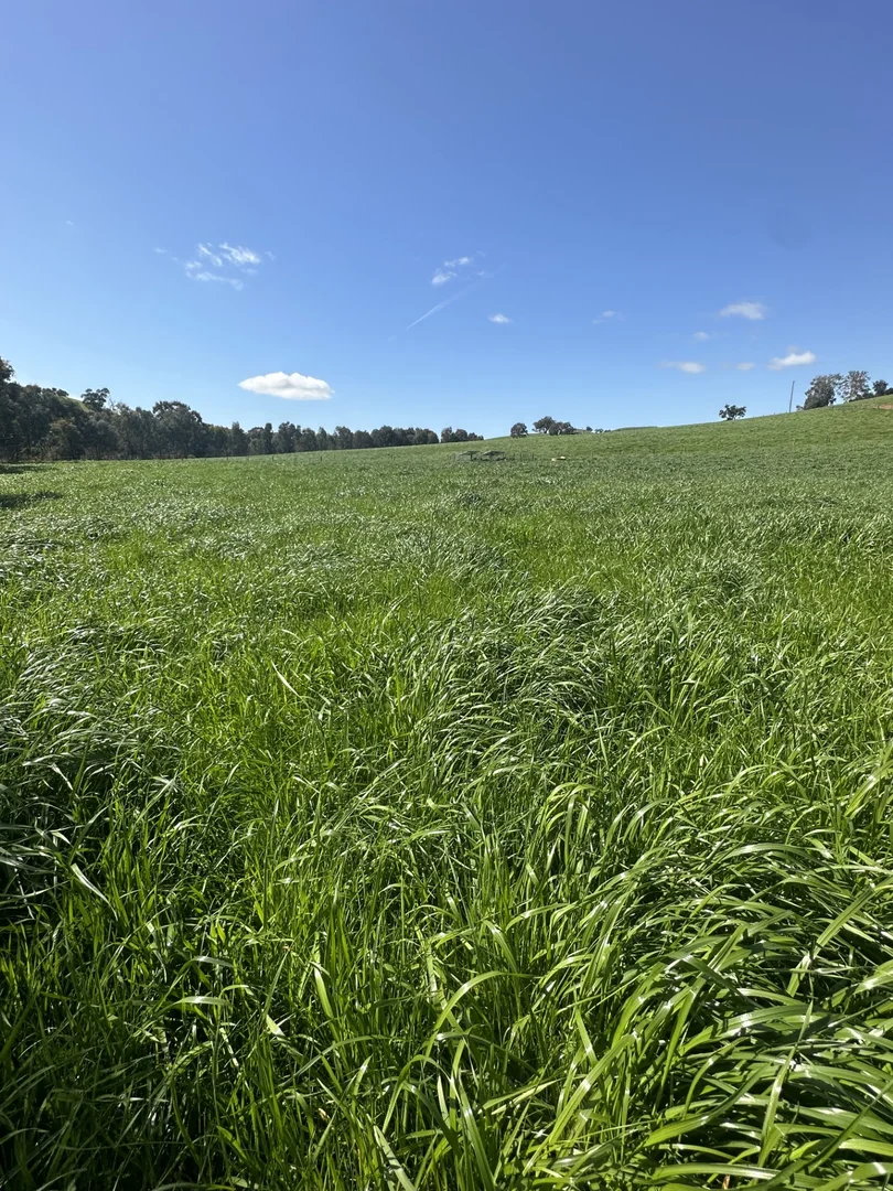 Additional image 32 of 97 Granite Road, Lurg VIC 3673