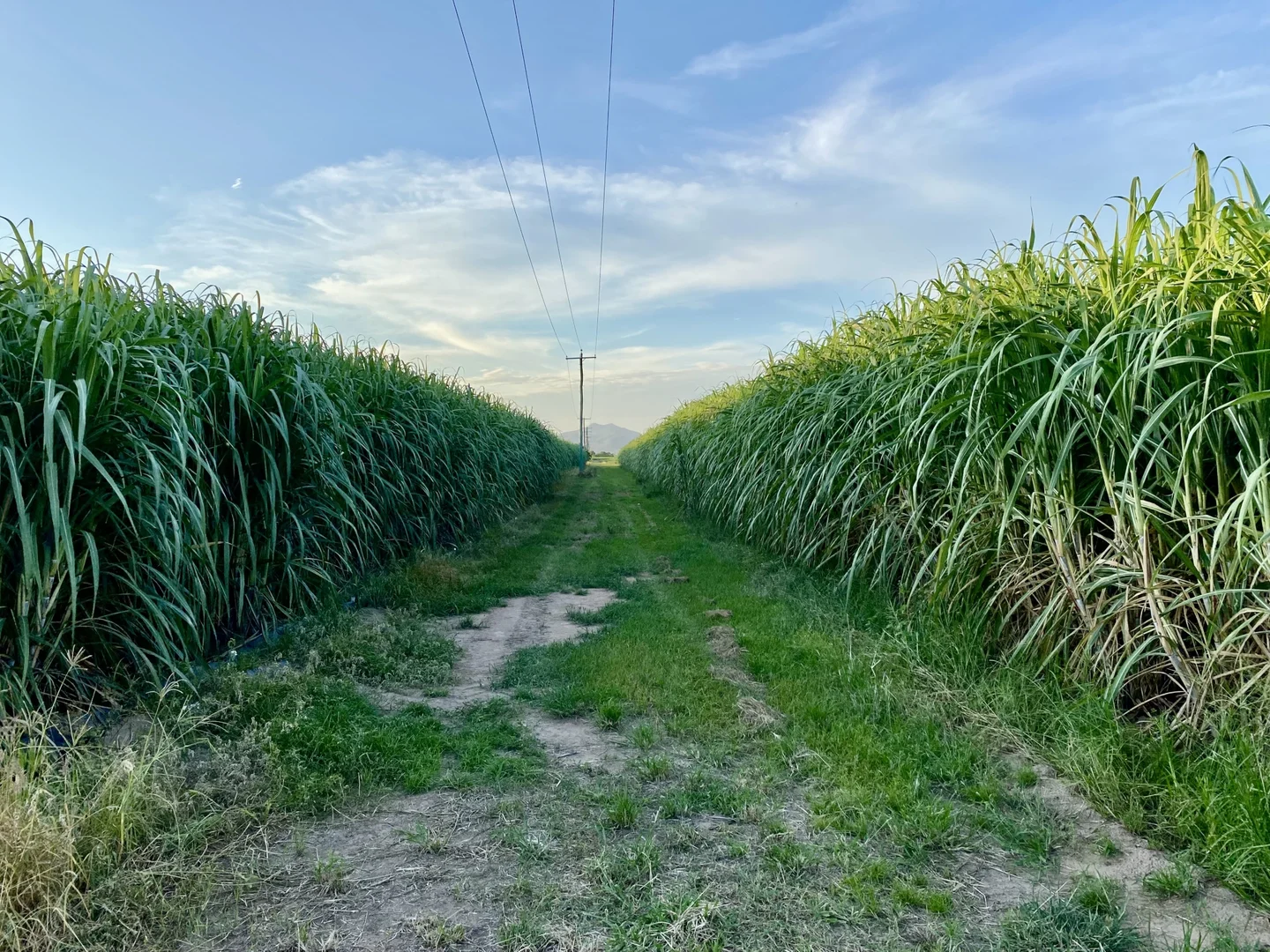 Additional image 7 of 5806 Ayr Dalbeg Road, Millaroo QLD 4807