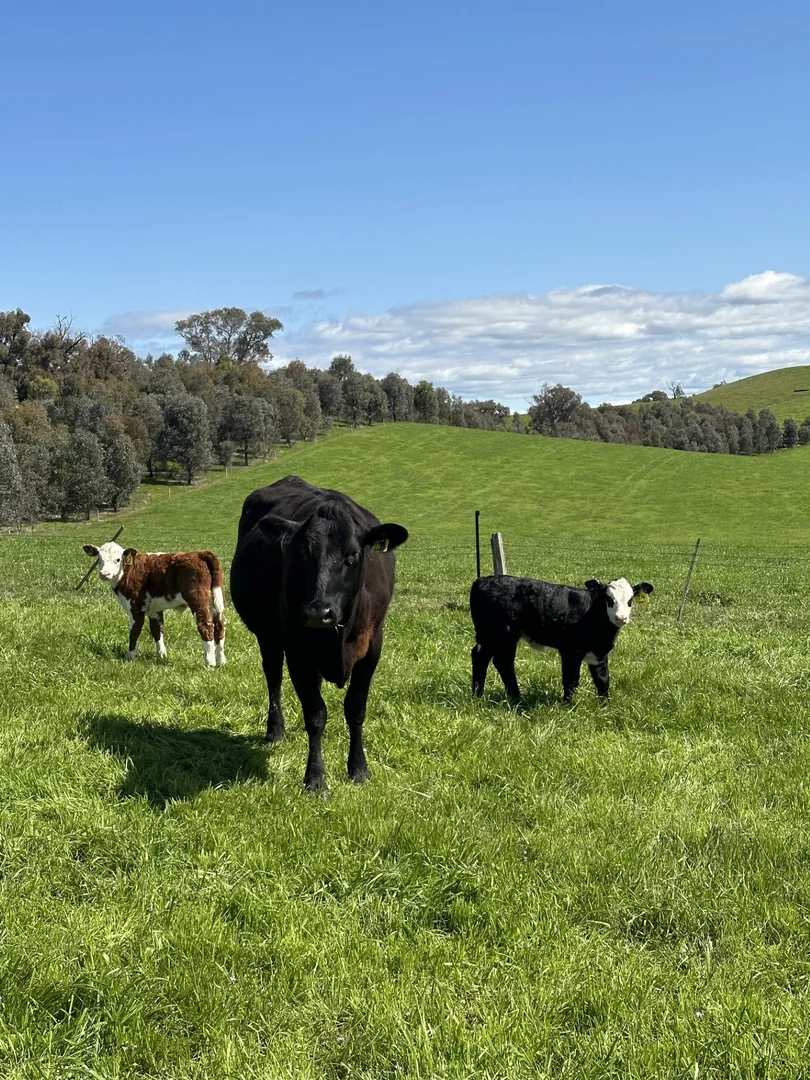 Additional image 36 of 97 Granite Road, Lurg VIC 3673