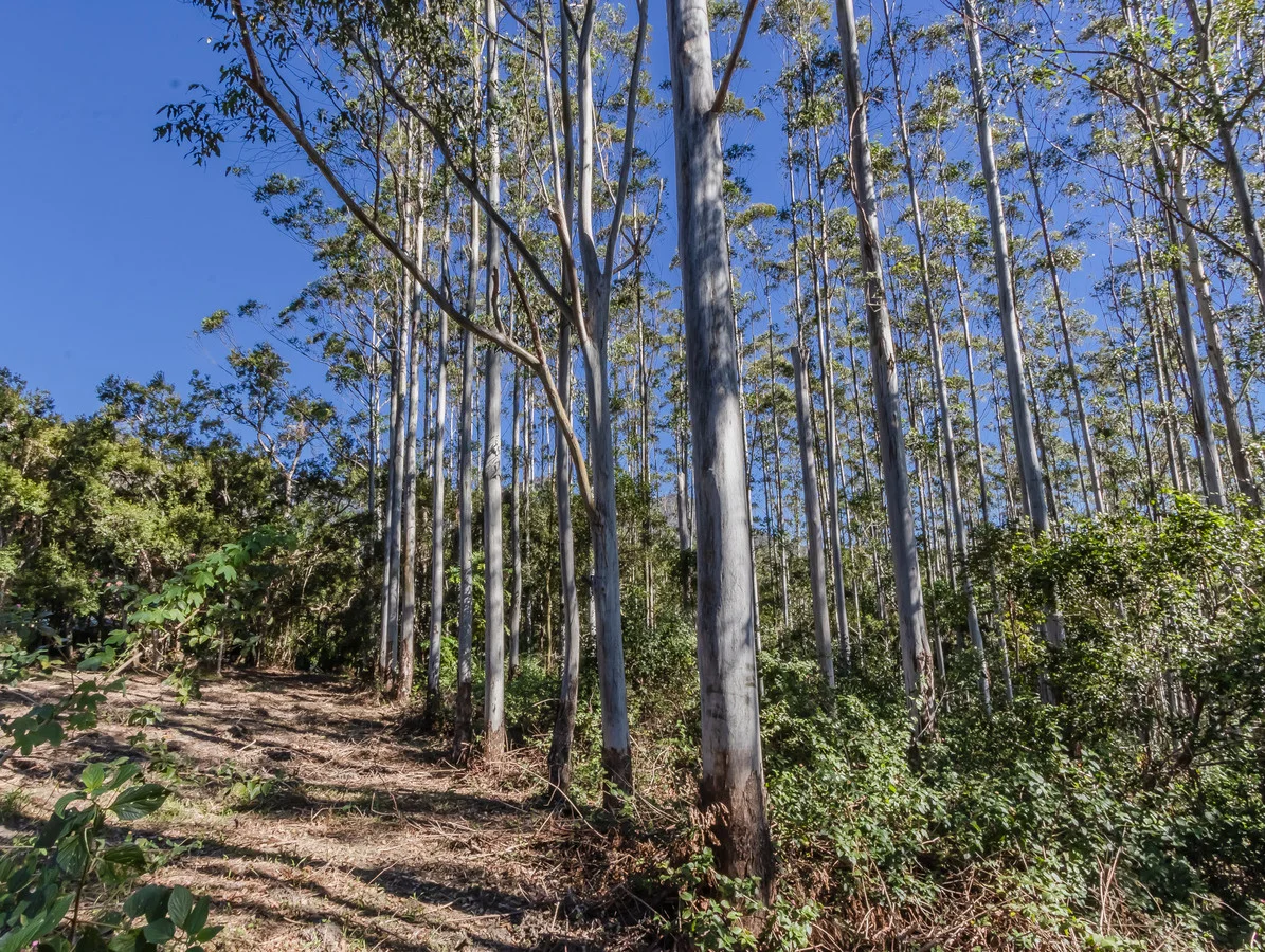 Additional image 30 of 175 Midginbil Road, Midginbil NSW 2484