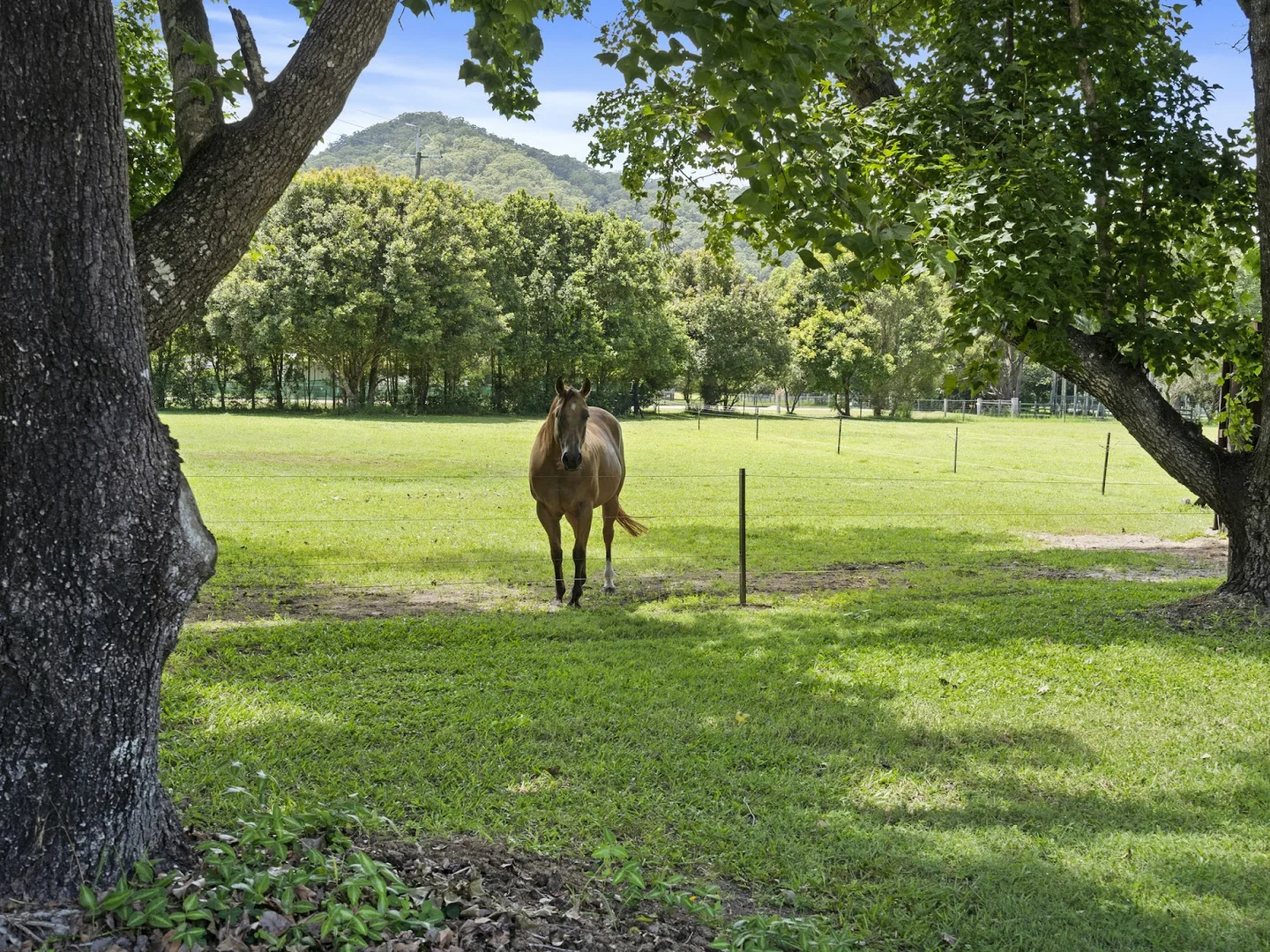 Additional image 43 of 14 Adcocks Road, Stokers Siding NSW 2484