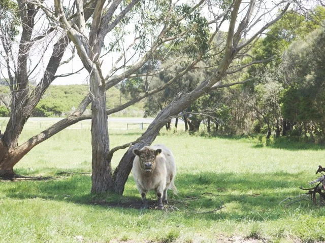 Additional image 4 of 215 Phillip Island Road, San Remo VIC 3925