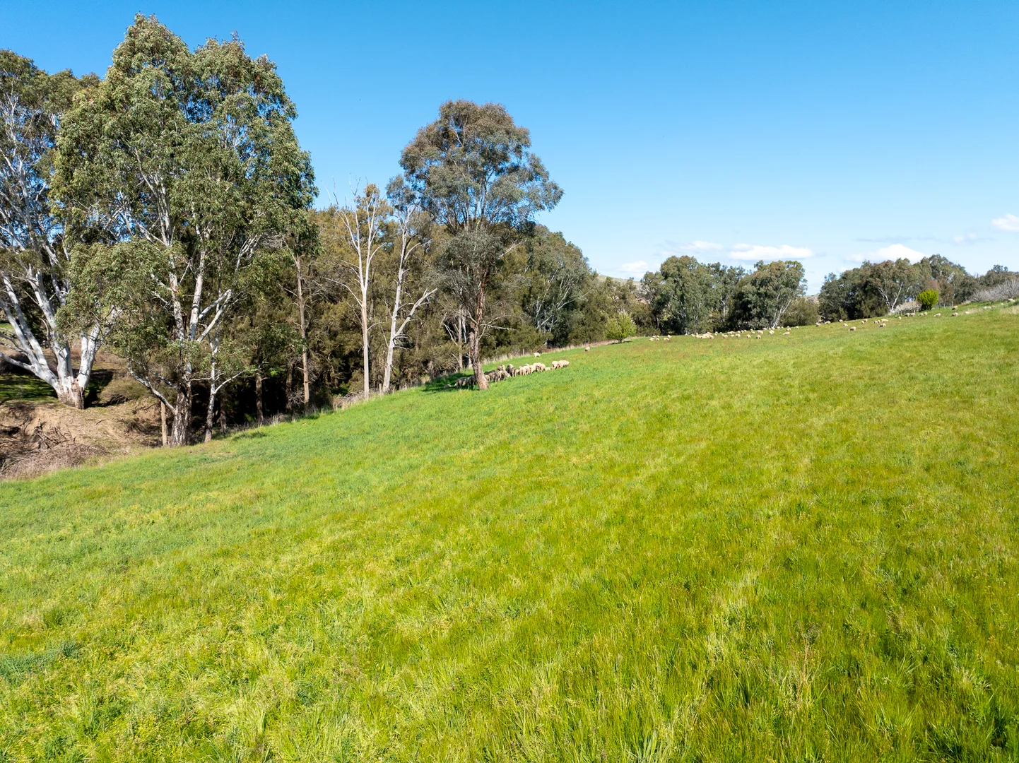 Additional image 14 of 'Angle Burn' 101 Clearview Road, Darbys Falls NSW 2793