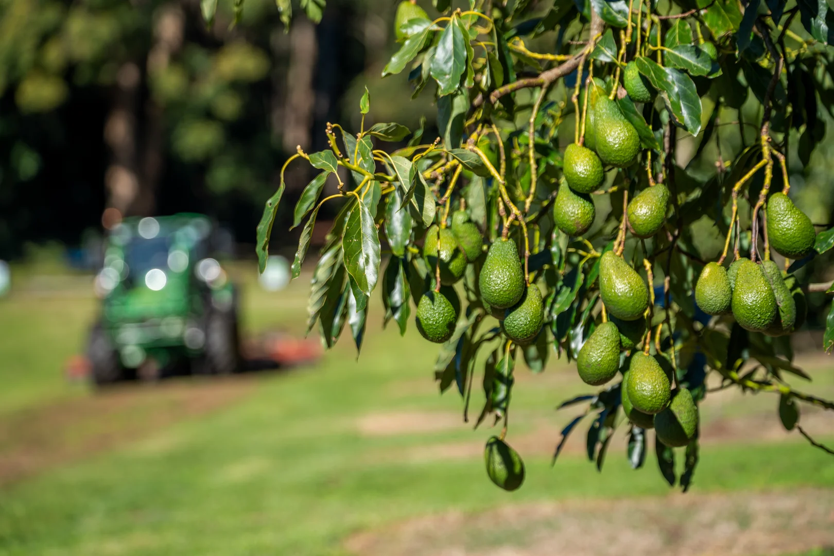 Additional image 17 of 'Ravensbourne Ridge' 45 Blanck Road, Ravensbourne QLD 4352