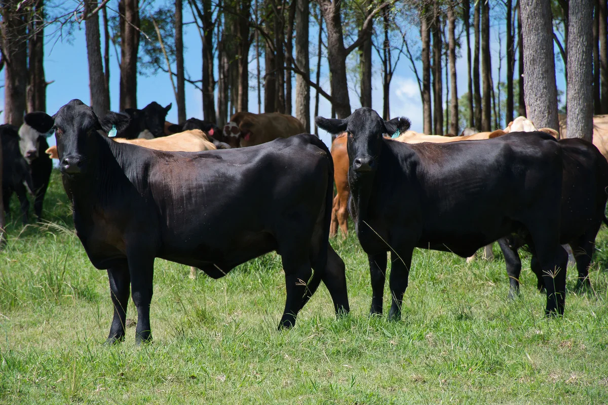 Additional image 9 of 705 Stratheden Road, Stratheden NSW 2470