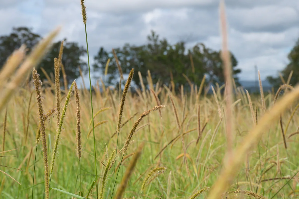 Additional image 16 of 705 Stratheden Road, Stratheden NSW 2470