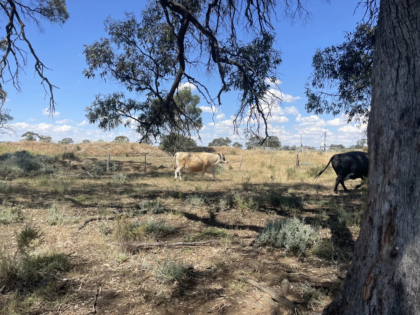 Additional image 18 of 'Yileen' 4371 Moulamein Road, Tullakool NSW 2732