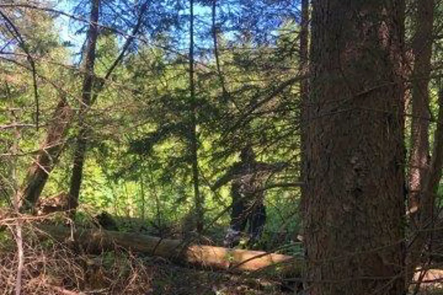 Additional image 7 of 38.24 Acres - Pcl 24640 N/A