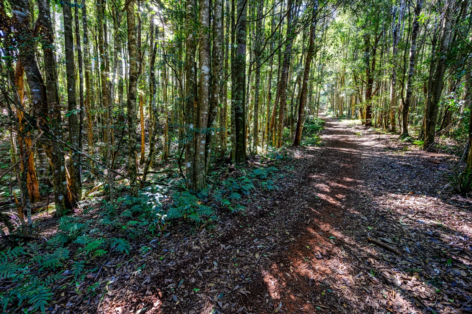 Additional image 25 of 100 Schultz Road, Billys Creek NSW 2453