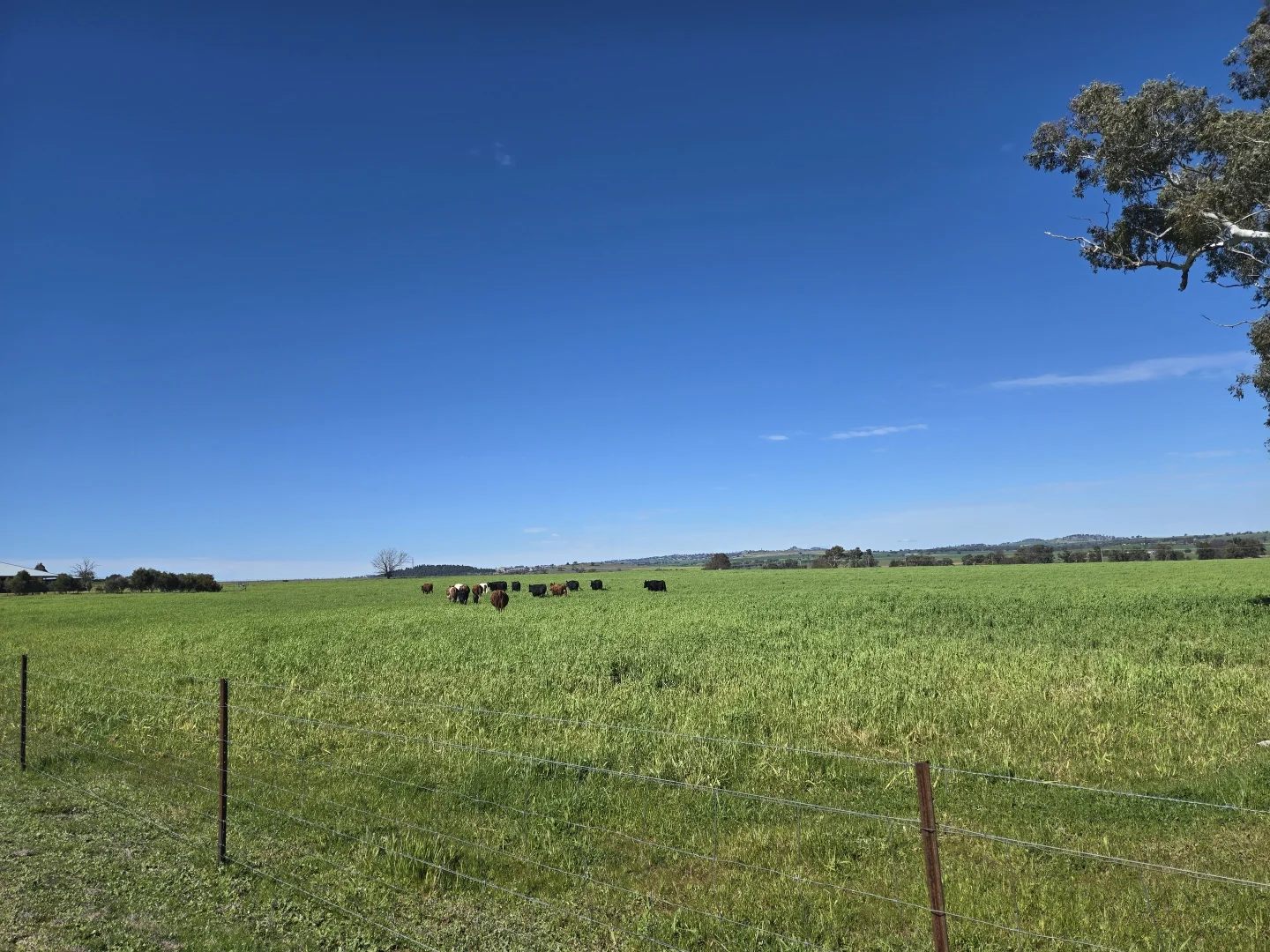 Additional image 13 of 56 Leneva Lane, Canowindra NSW 2804