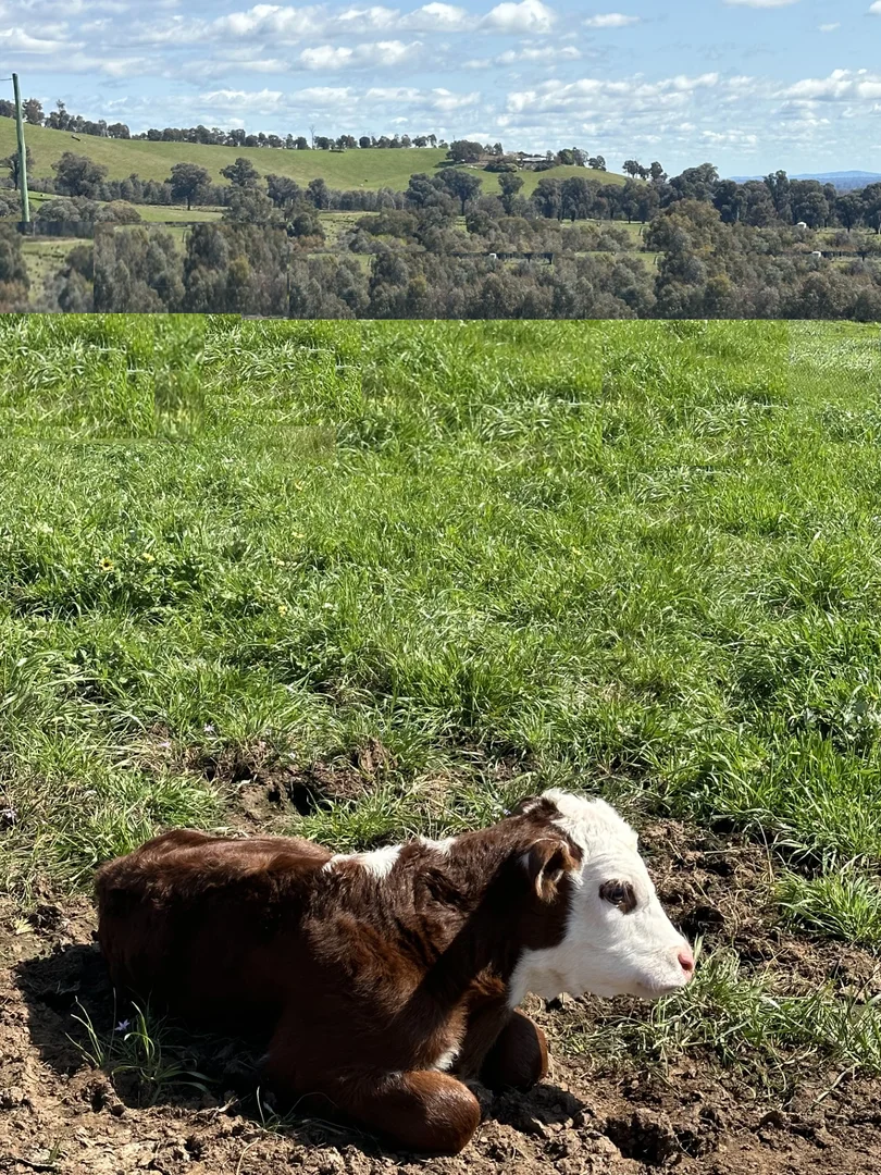 Additional image 30 of 97 Granite Road, Lurg VIC 3673