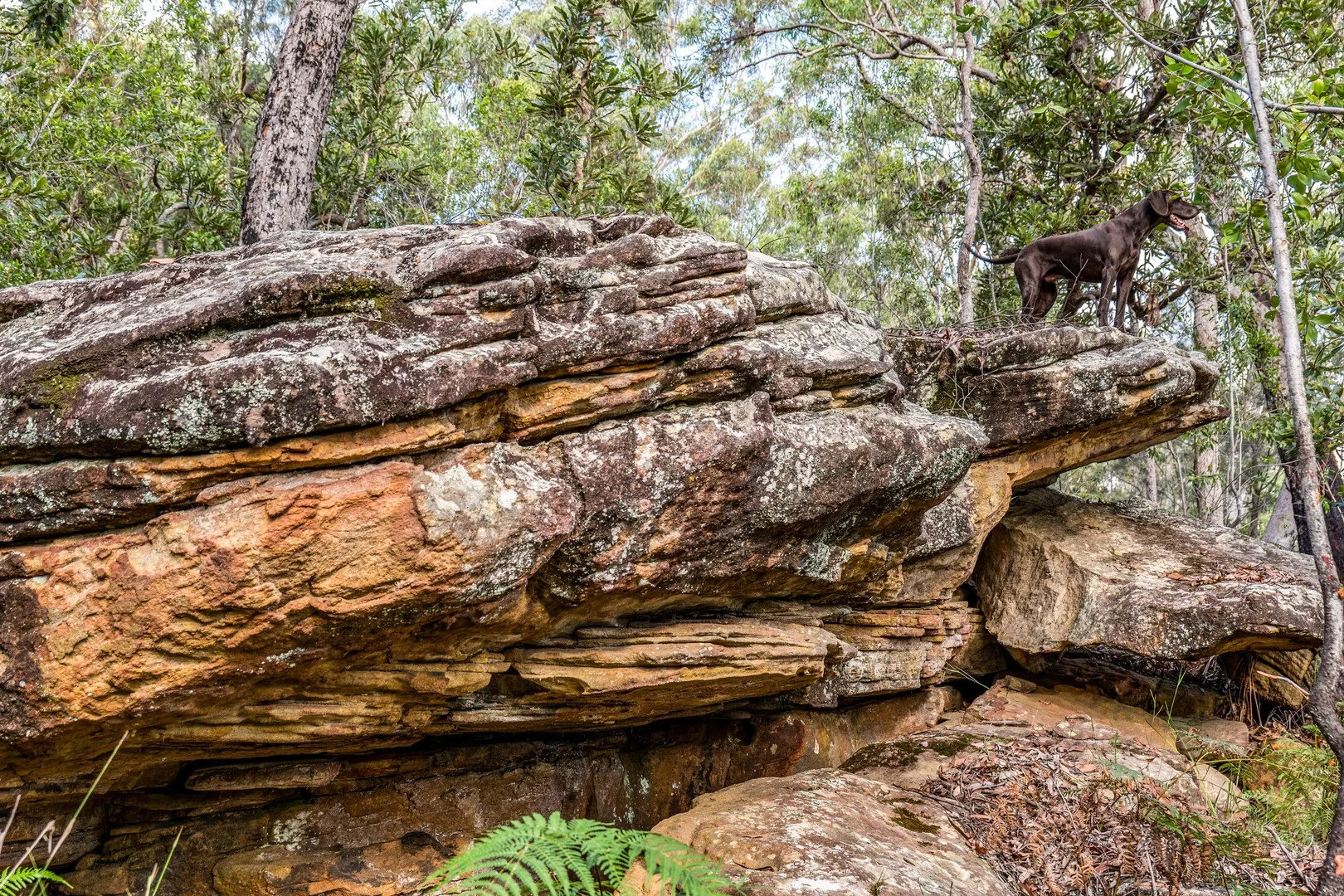 2447 Sherwood Creek Road, Glenreagh NSW 2450