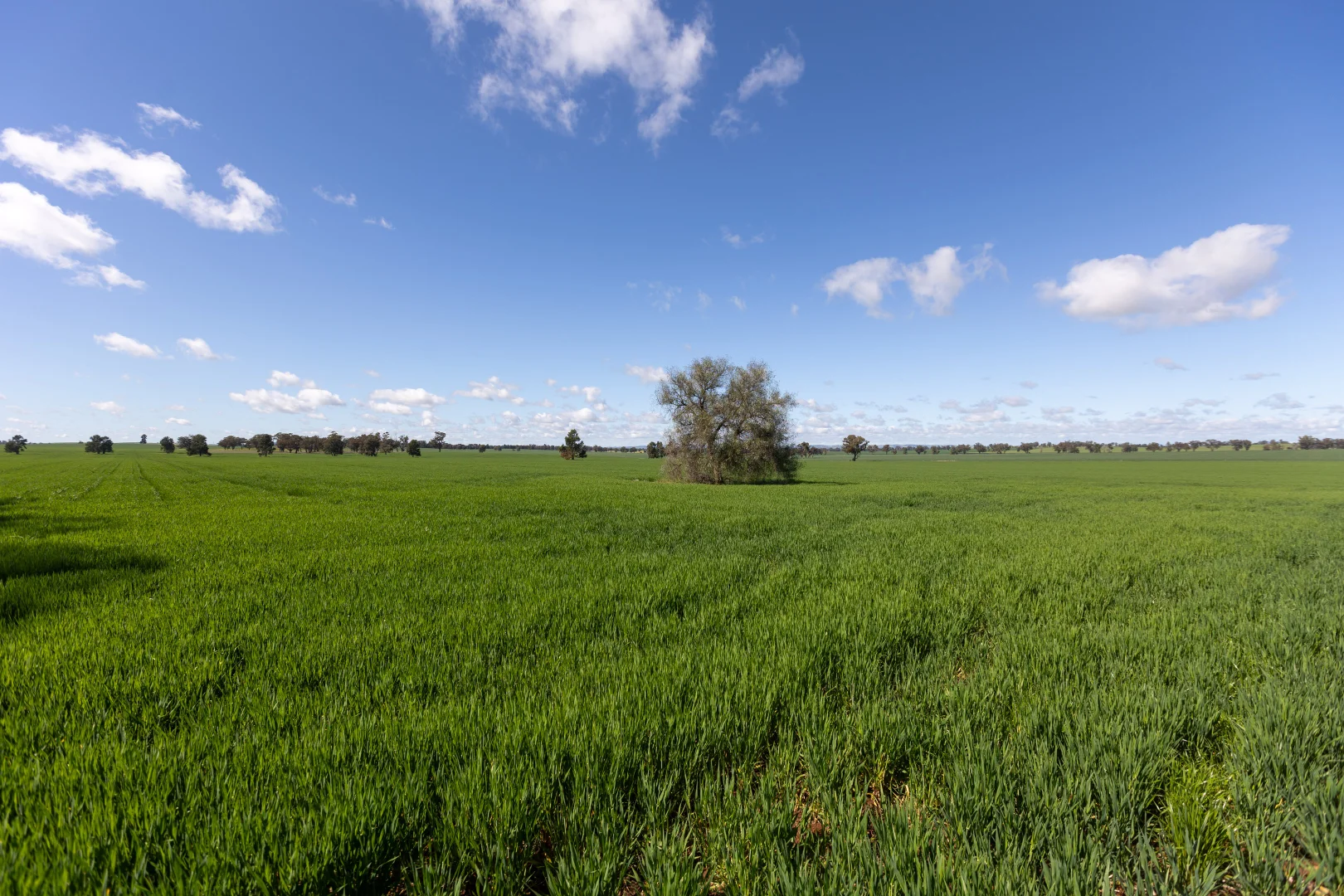 Additional image 8 of 532 Cottee Road, Currawarna NSW 2650